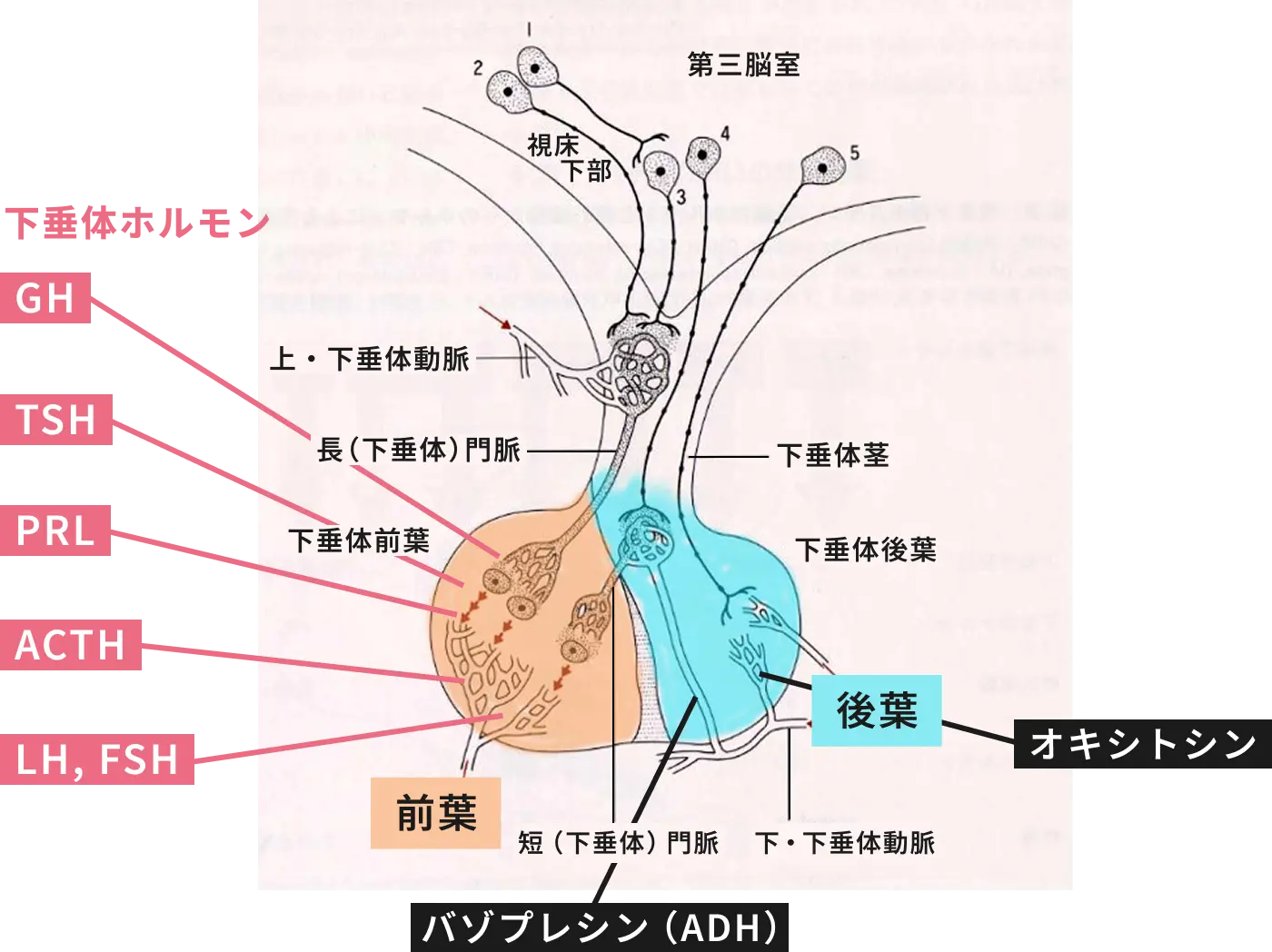 下垂体ホルモンと作用部位