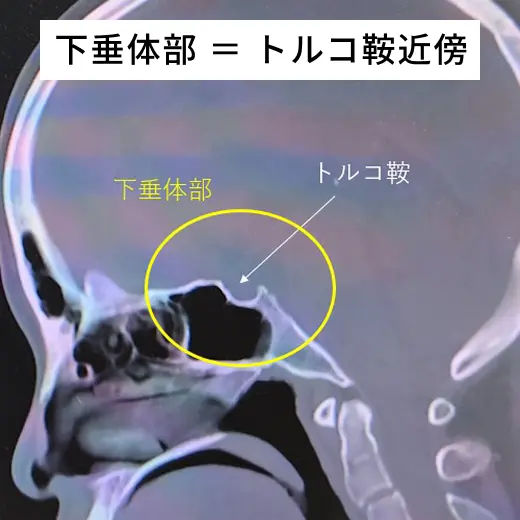 下垂体部とは​